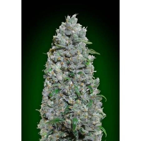 Barney's Farm - Strawberry Cheesecake Auto