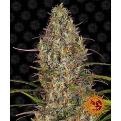 Barney's Farm - Glue Gelato Auto