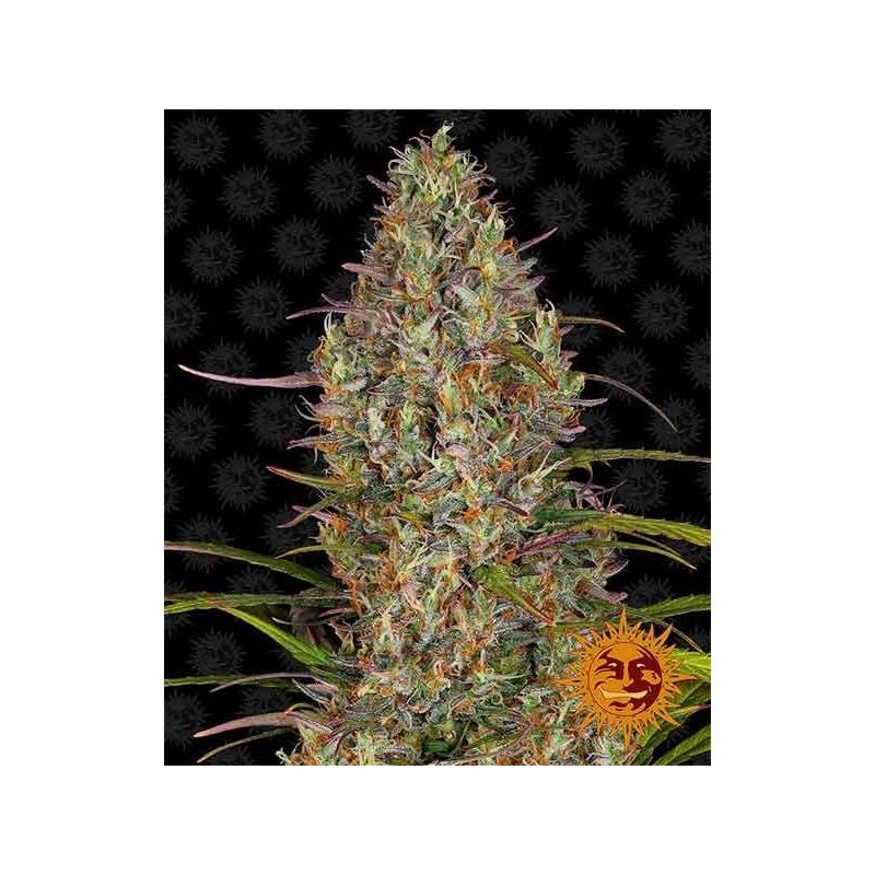 Barney's Farm - Glue Gelato Auto