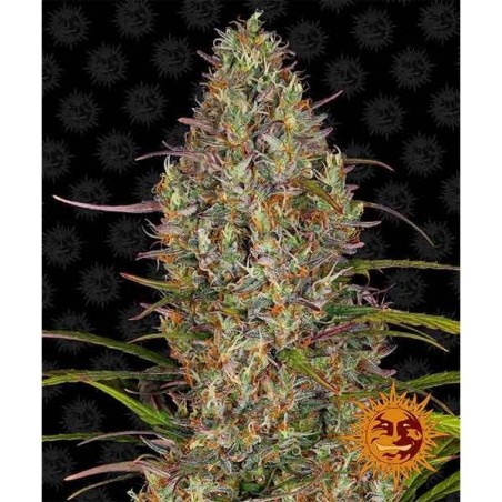 Barney's Farm - Glue Gelato Auto