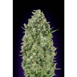 Barney's Farm - Tangerine Dream Auto