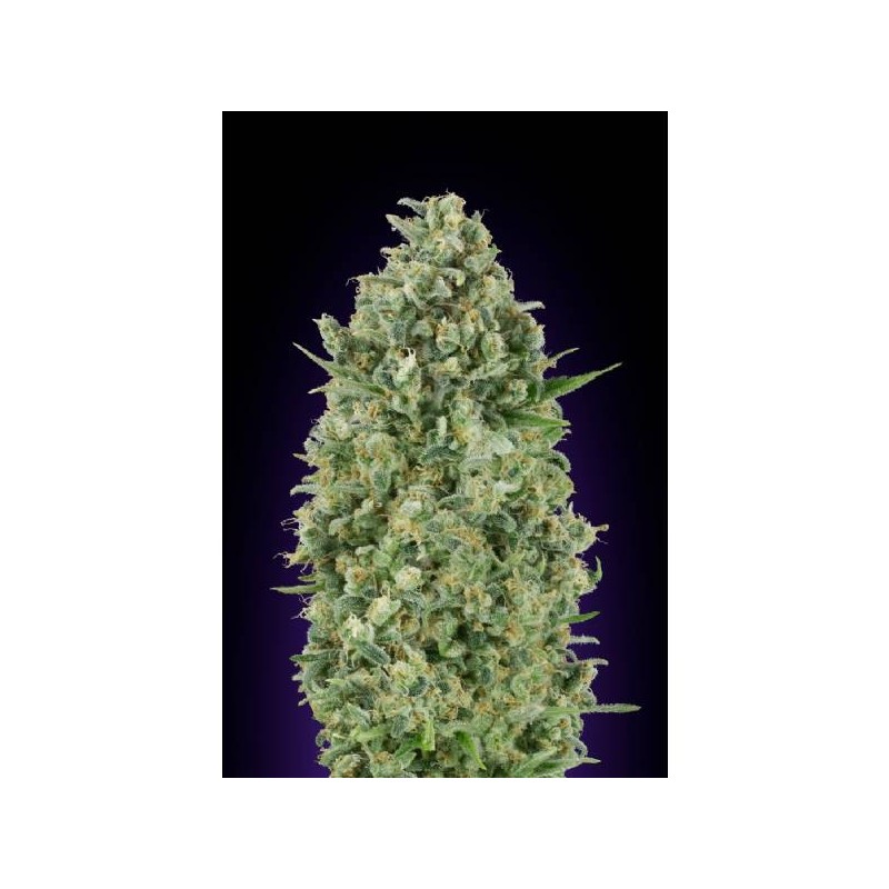 Barney's Farm - Tangerine Dream Auto