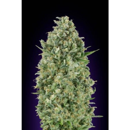 Barney's Farm - Tangerine Dream Auto