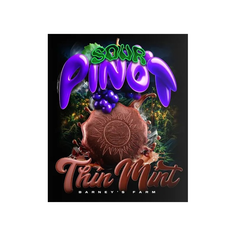 Barney's Farm - Thin Mint X Sour Pinot Auto