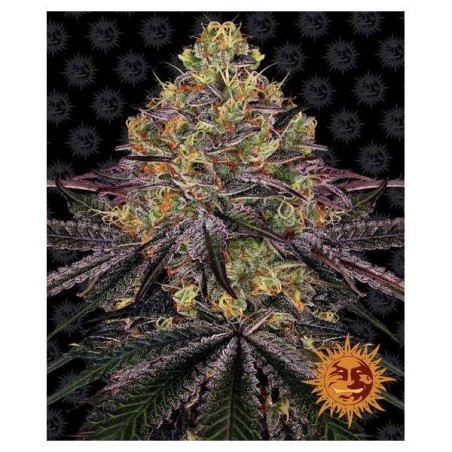 Barney's Farm - Watermelon Zkittlez Auto