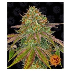 Barney's Farm - Wedding Cake Auto