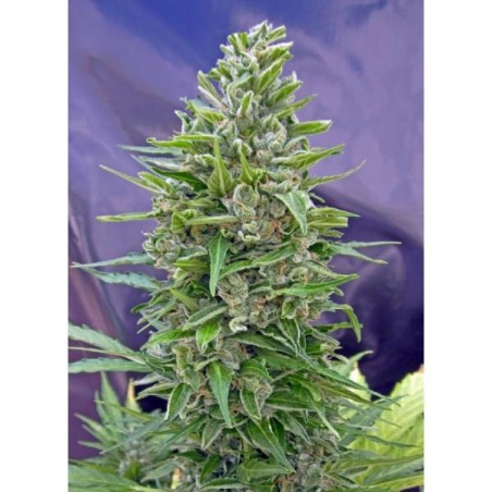 Barney's Farm - Zkittlez OG Auto