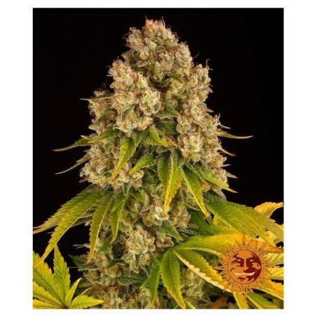 Barney's Farm - Cheese Auto