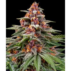 Barney's Farm - Runtz Auto - Acquista online
