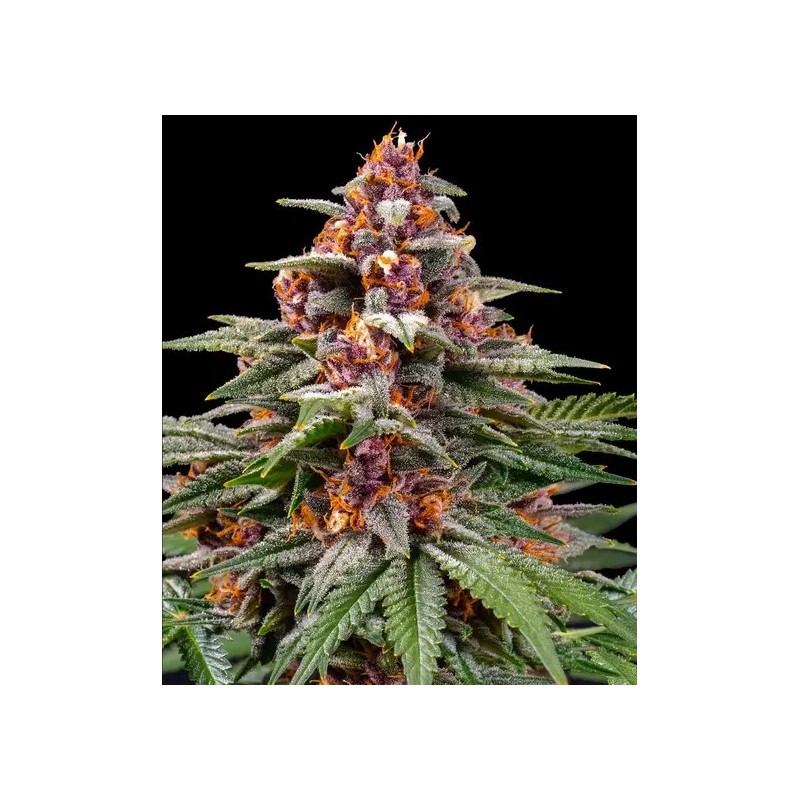 Barney's Farm - Runtz Auto - Acquista online