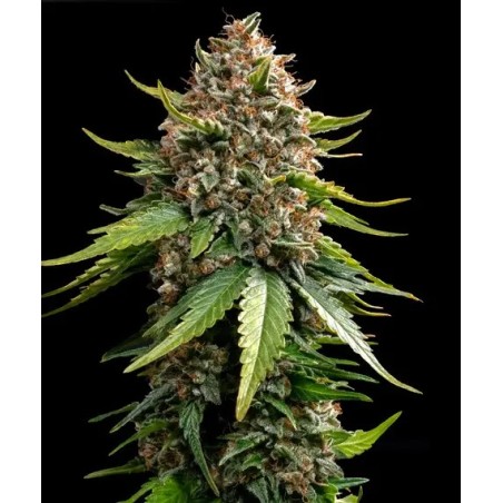 Barney's Farm - White Widow XXL Auto - Acquista online