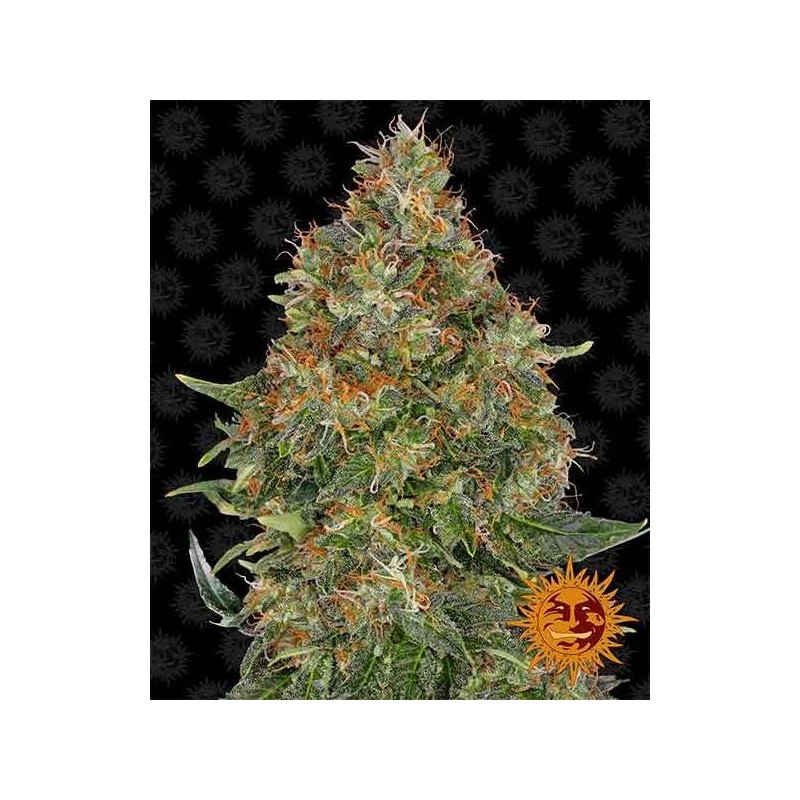Barney's Farm - Pineapple Express Auto - Acquista online